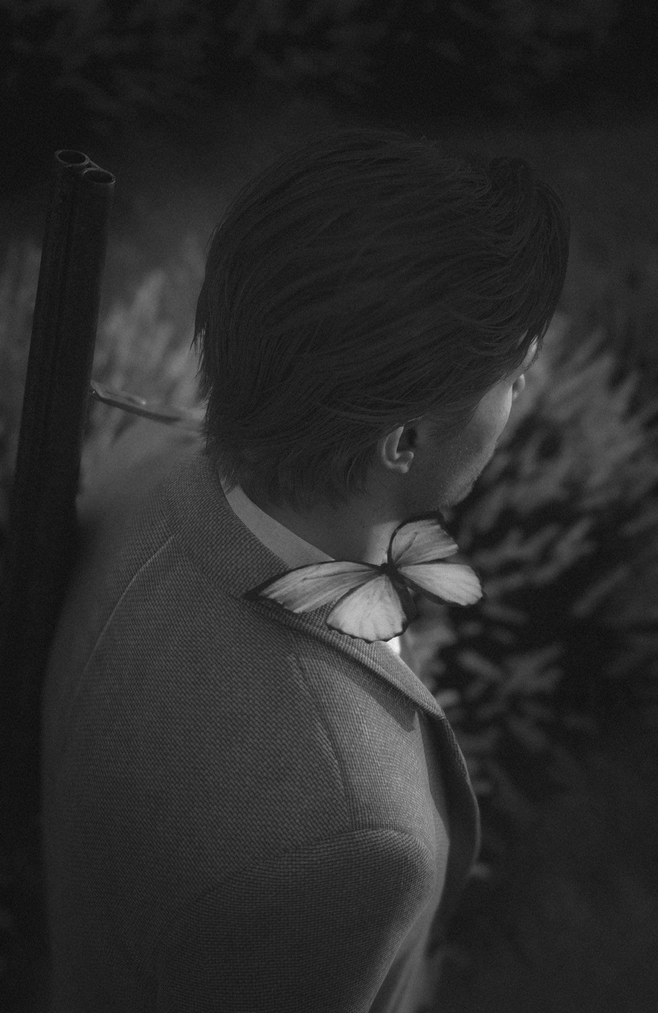 Fiorellino butterfly