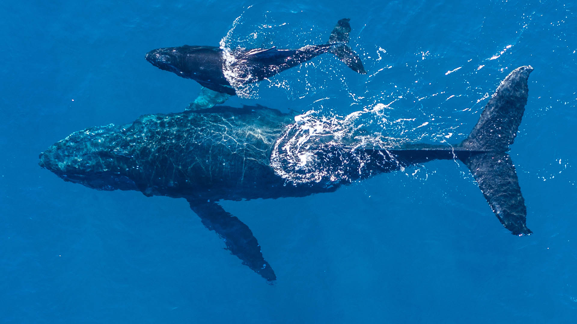31U | MMC Giveback | Humpback whales